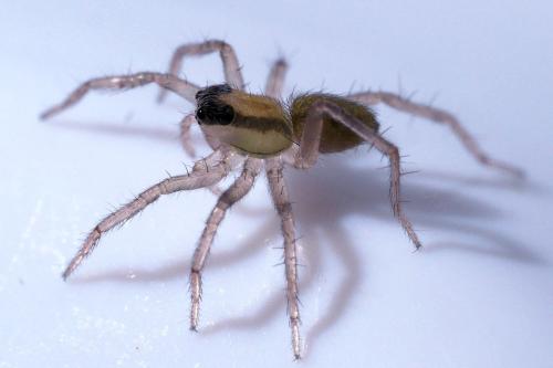 Réf. 307 666 : Pardosa nigriceps